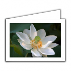 Greeting card | White water lily